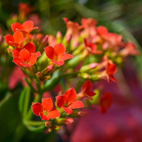 Lanin Kalanchoe