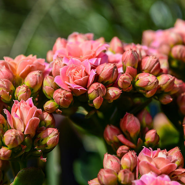 Queen Jodie Kalanchoe