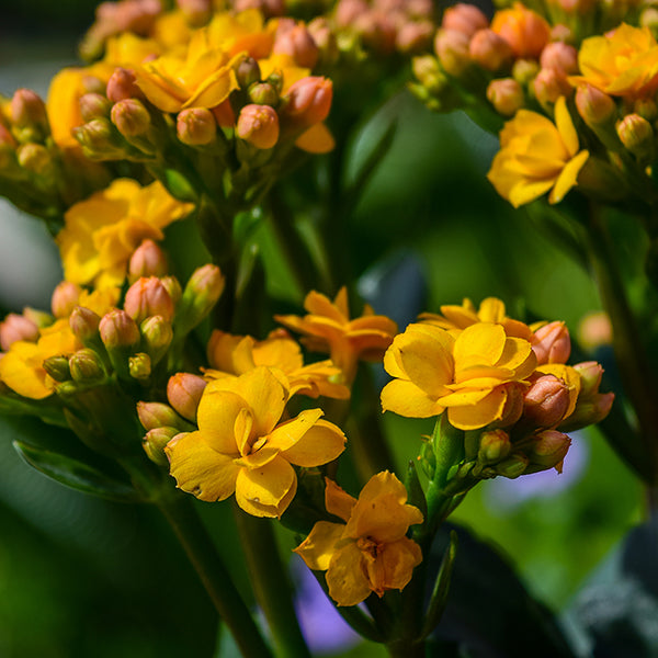 Queen Lindsay Kalanchoe