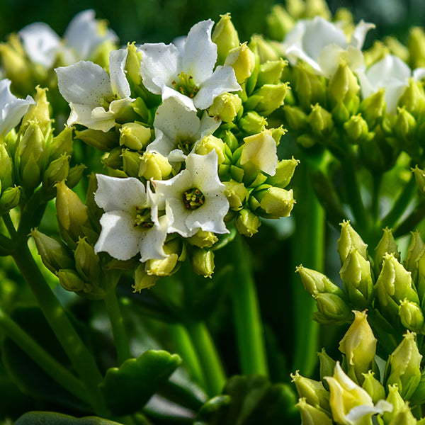 Simone Kalanchoe