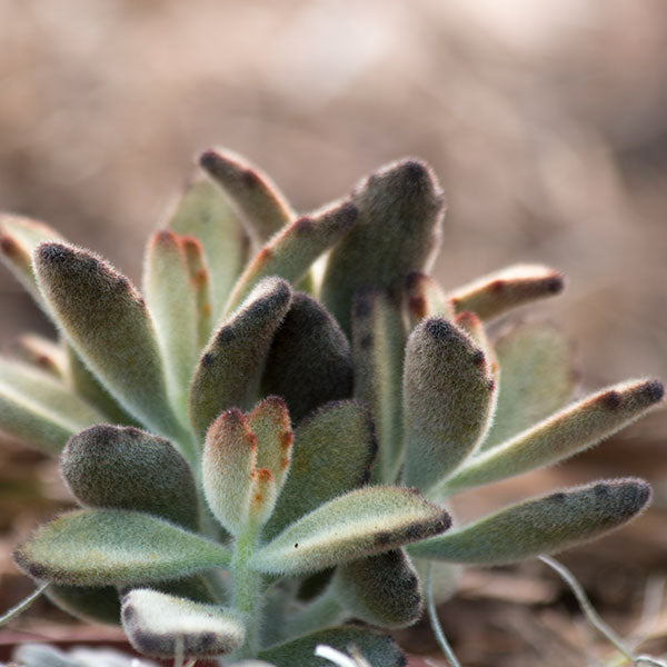 Chocolate Soldier Panda Plant