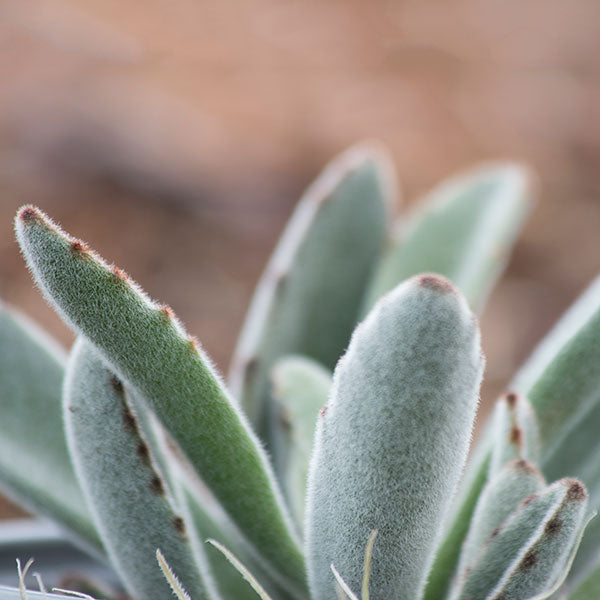 Panda Plant