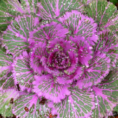 Flowering Kale