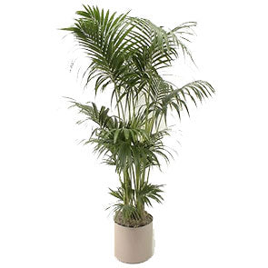 Kentia Palm