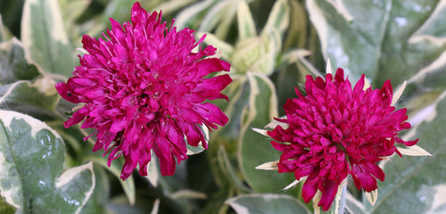 Knautia