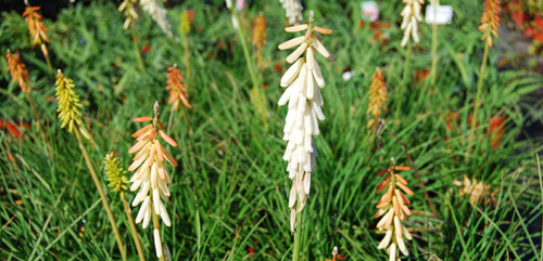 Red Hot Poker