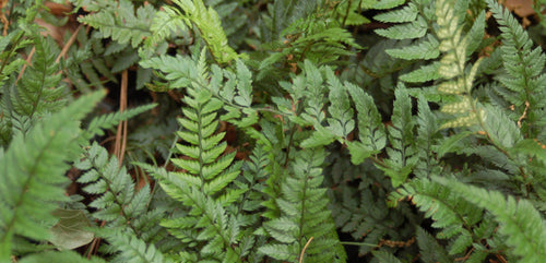 Korean Rock Fern