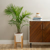 majesty palm plant in white pot with wooden plant stand in a brightly lit living room, next to a wooden cabinet