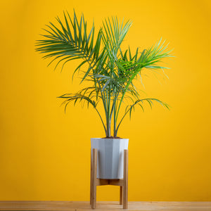 a large majesty palm in a modern fluted white pot in a wooden plant stand, plant is set against a bright yellow background