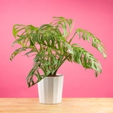 large monstera esqueleto plant with many fenestrations in a modern white fluted pot, set against a bright pink background