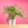 large monstera esqueleto plant with many fenestrations in a modern white fluted pot, set against a bright pink background