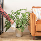 large monstera esqueleto plant in fluted white pot, being watered and cared for by someone in their brightly lit living room