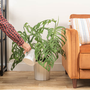 large monstera esqueleto plant in fluted white pot, being watered and cared for by someone in their brightly lit living room