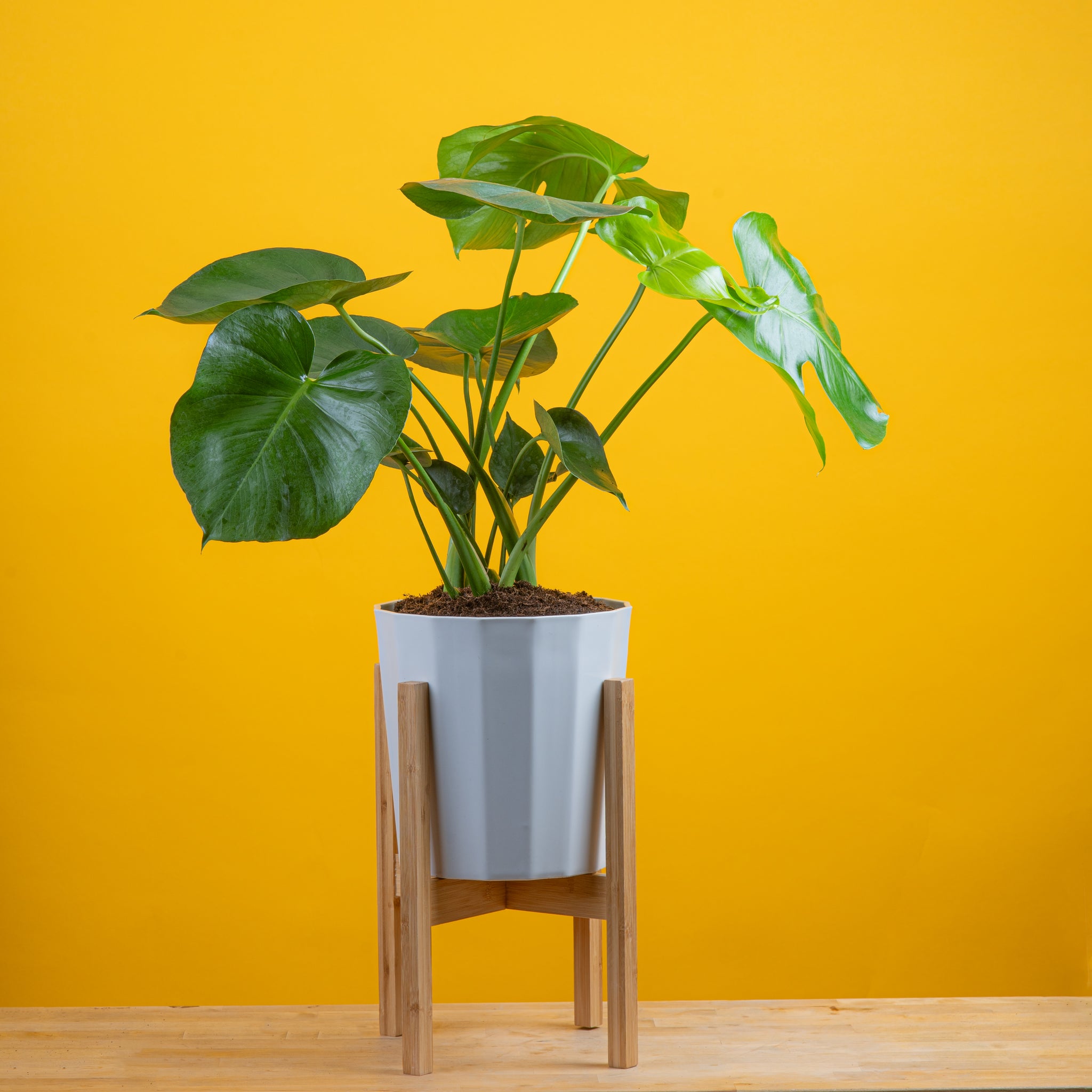 large monstera deliciosa plant in white fluted pot with wooden plant stand, set against a bright yellow background