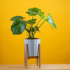 large monstera deliciosa plant in white fluted pot with wooden plant stand, set against a bright yellow background