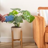 large monstera deliciosa plant having its leaves dusted off by someone in their brightly lit living room 