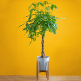 braided pachira money tree in a modern white fluted pot in a wooden plant stand, set against a bright yellow background