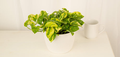 Lemon Meringue Pothos