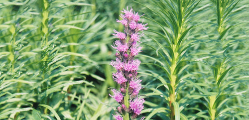 Liatris