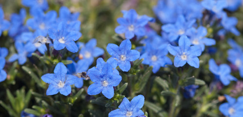 Lithodora