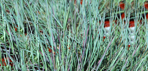 Little Bluestem