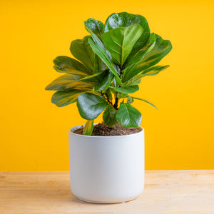 little fiddle leaf fig plant in a mid century modern white ceramic pot, against a bright yellow background