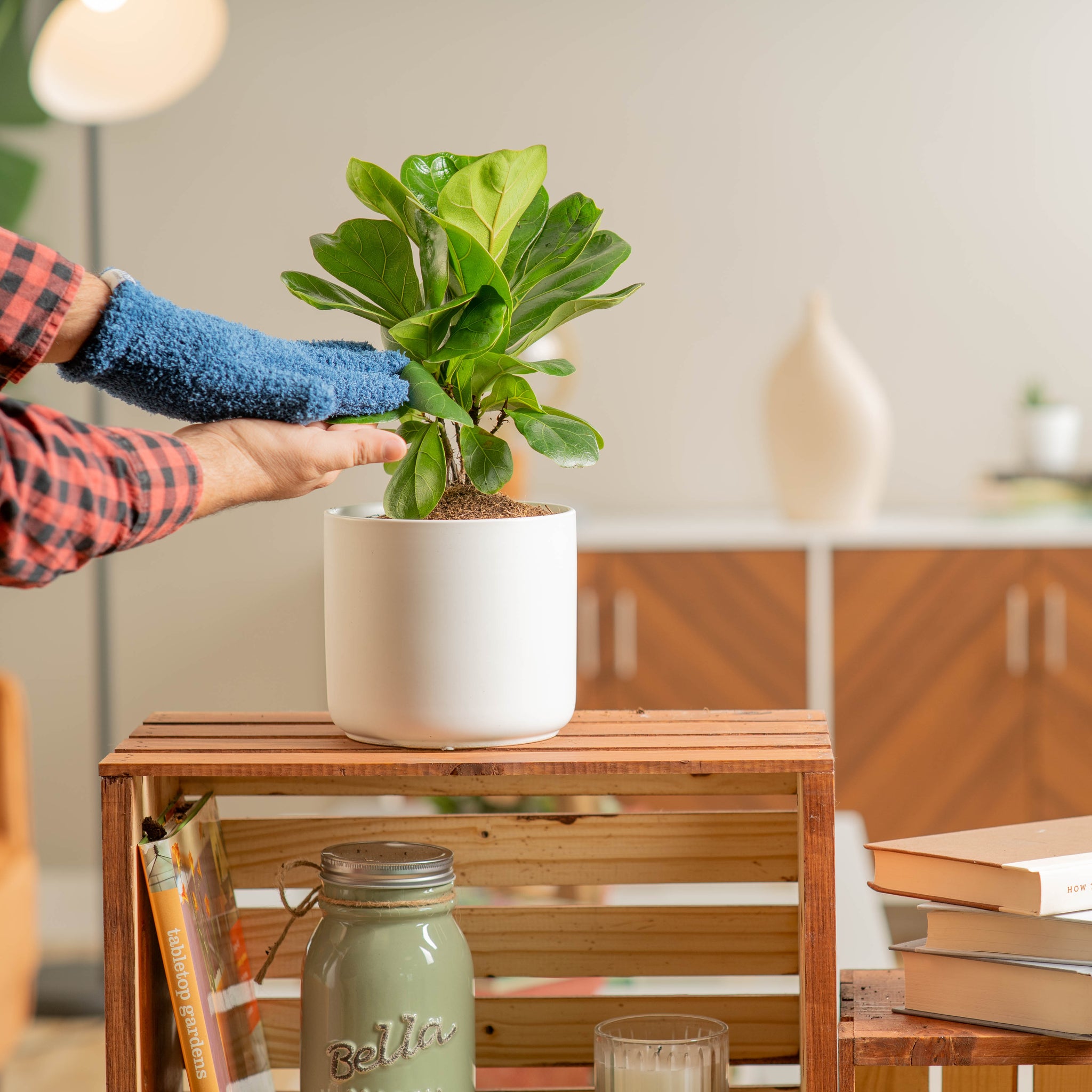 little fiddle leaf fig plant being cared for by someone in their brightly lit living room, plant is in a white mid century modern pot 