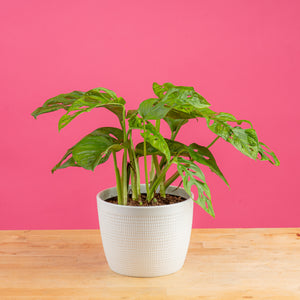 little swiss monstera plant in a textured white mixed material pot, against a bright yellow background