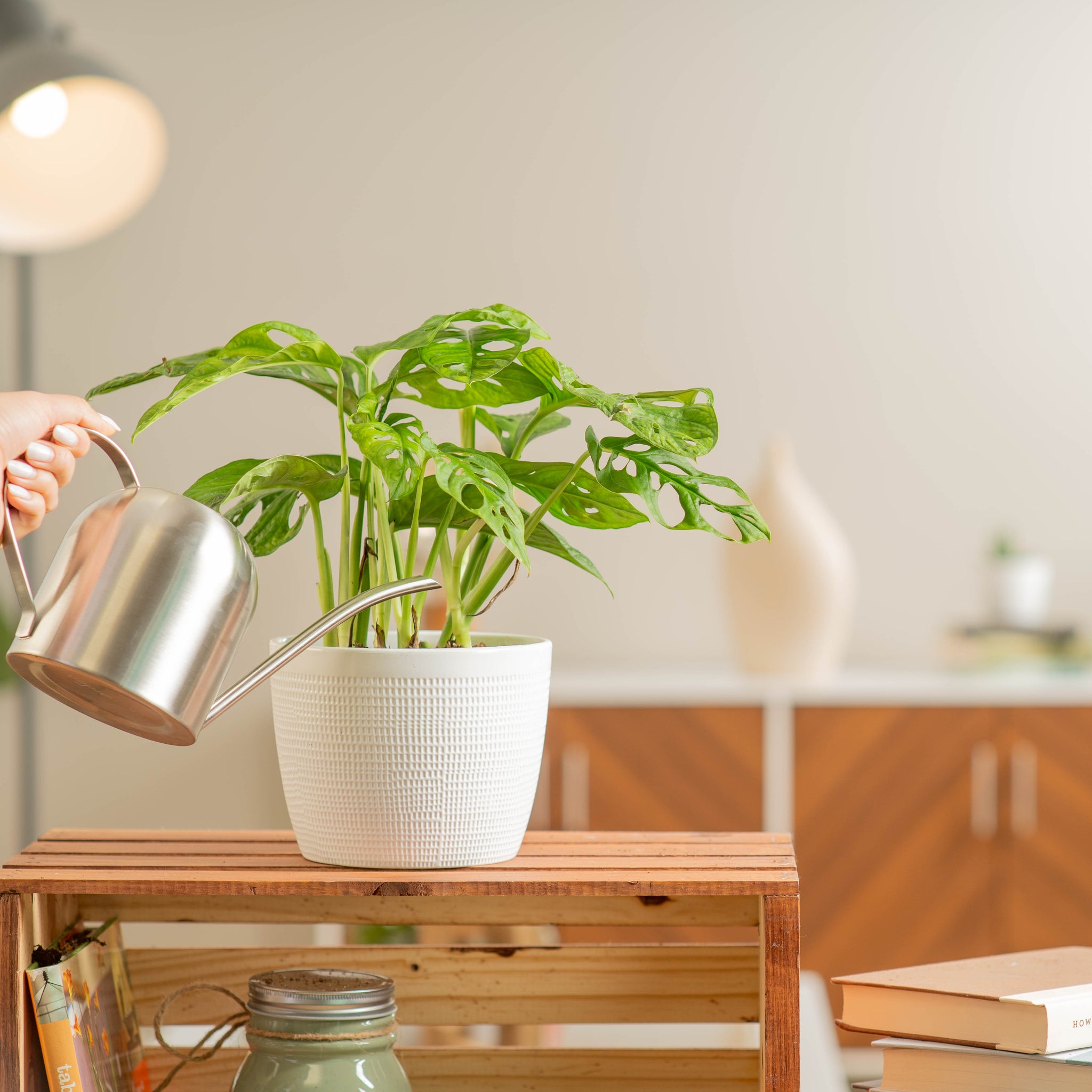 little swiss monstera plant in a textured white pot being watered by someone in their brightly lit living room