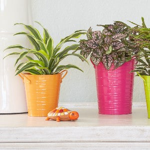 9 Colorful Little Houseplants That Will Melt Your Heart