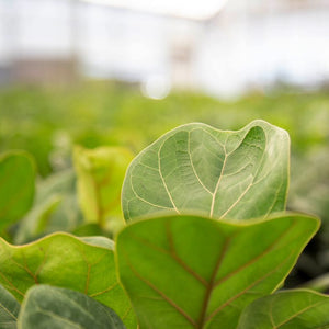 detailed view of little fiddle foliage