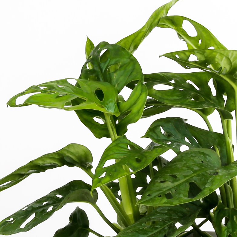 close up of little swiss monstera foliage to showcase all of the fenestrations or "holes" in the leaves that do look like swiss cheese