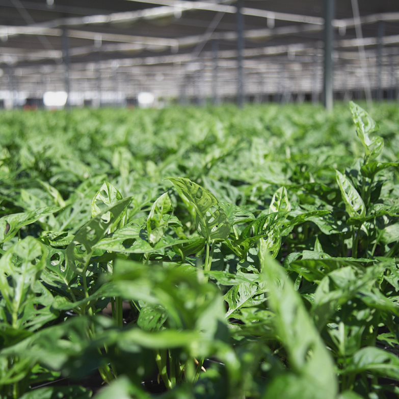 a field of little swiss monsteras growing in a farm 