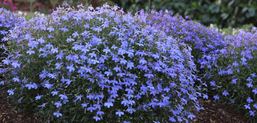 Lobelia, Annual