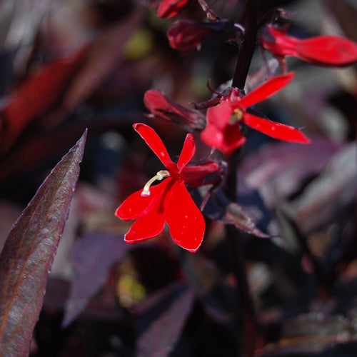 Lobelia, Perennial