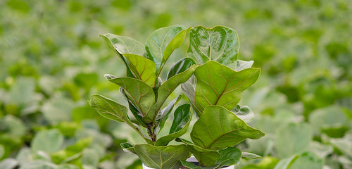 Little Fiddle Fig