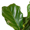 detailed view of ficus lyrata foliage the leaves are dark green and shiny with yellowish veins