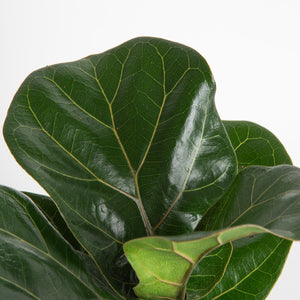 detailed view of ficus lyrata foliage the leaves are dark green and shiny with yellowish veins