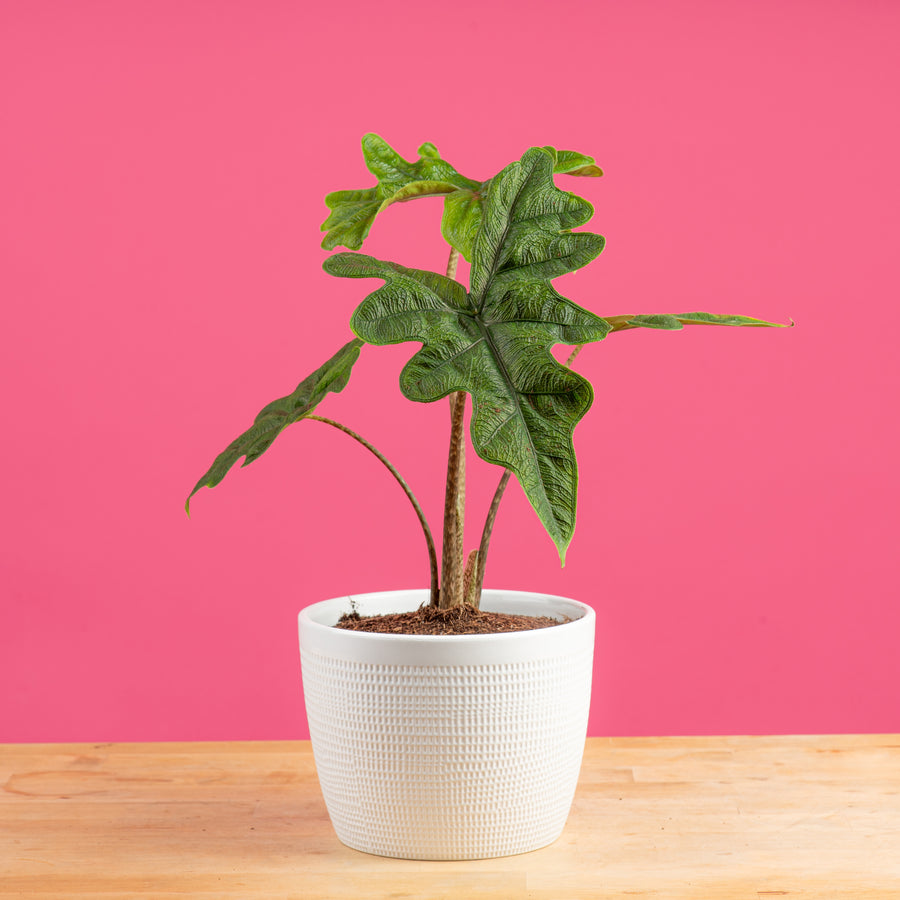 alocasia jacklyn plant in a 6in white ceramic textured planter on a bright pink background