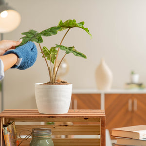 hands cleaning the leaves of an alocasia jacklyn plant on stop of a shelf in a living room plant is in a 6in white ceramic textured pot