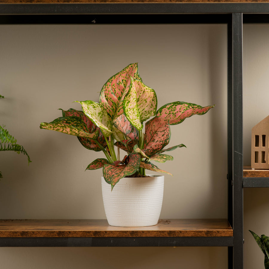 anyanmanee aglaonema plant on a wood and iron shelf 