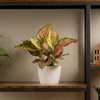 anyanmanee aglaonema plant on a wood and iron shelf 