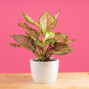 anyanmanee aglaonema plant in a 6in white pot against a bright pink background