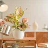 anyanmanee aglaonema plant in a 6in white pot being watered by a person in a modern living room