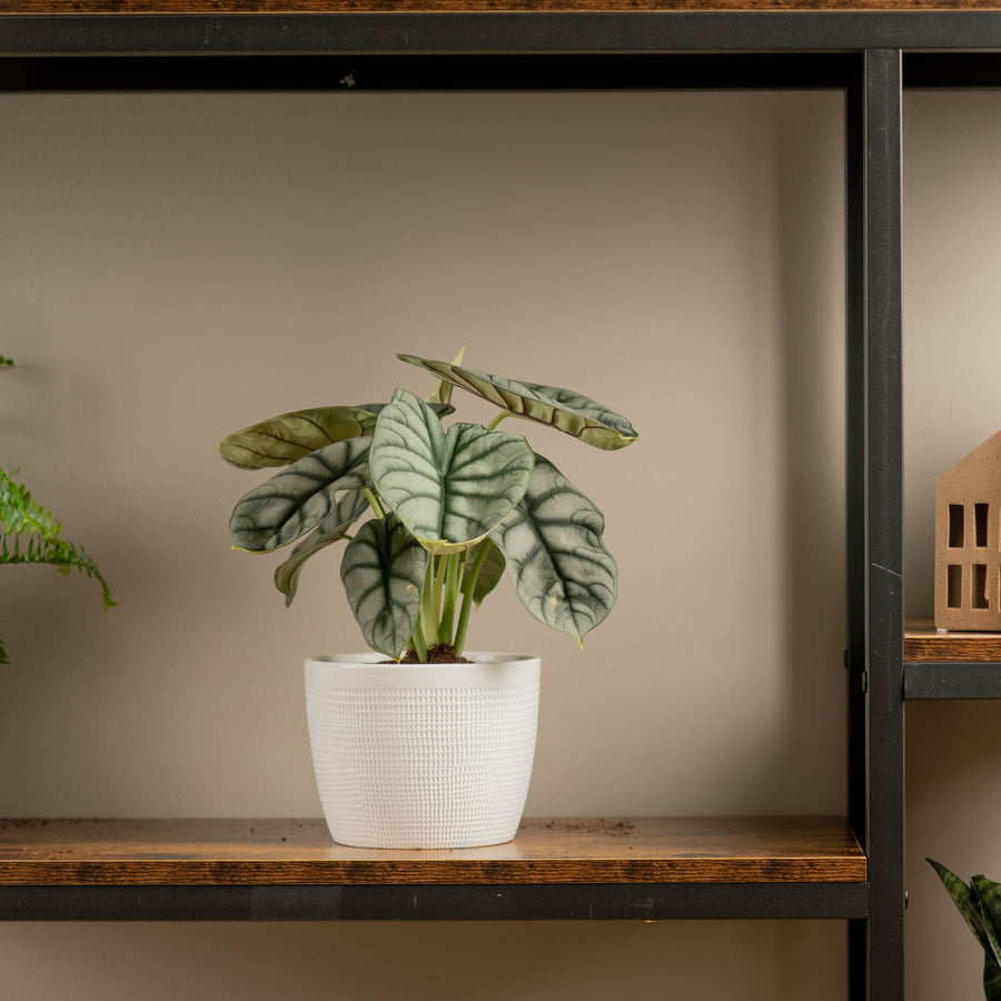 a modern iron and wood shelf holding an alocasia silver dragon in its white 6in pot the wall behind it is a dark beige color