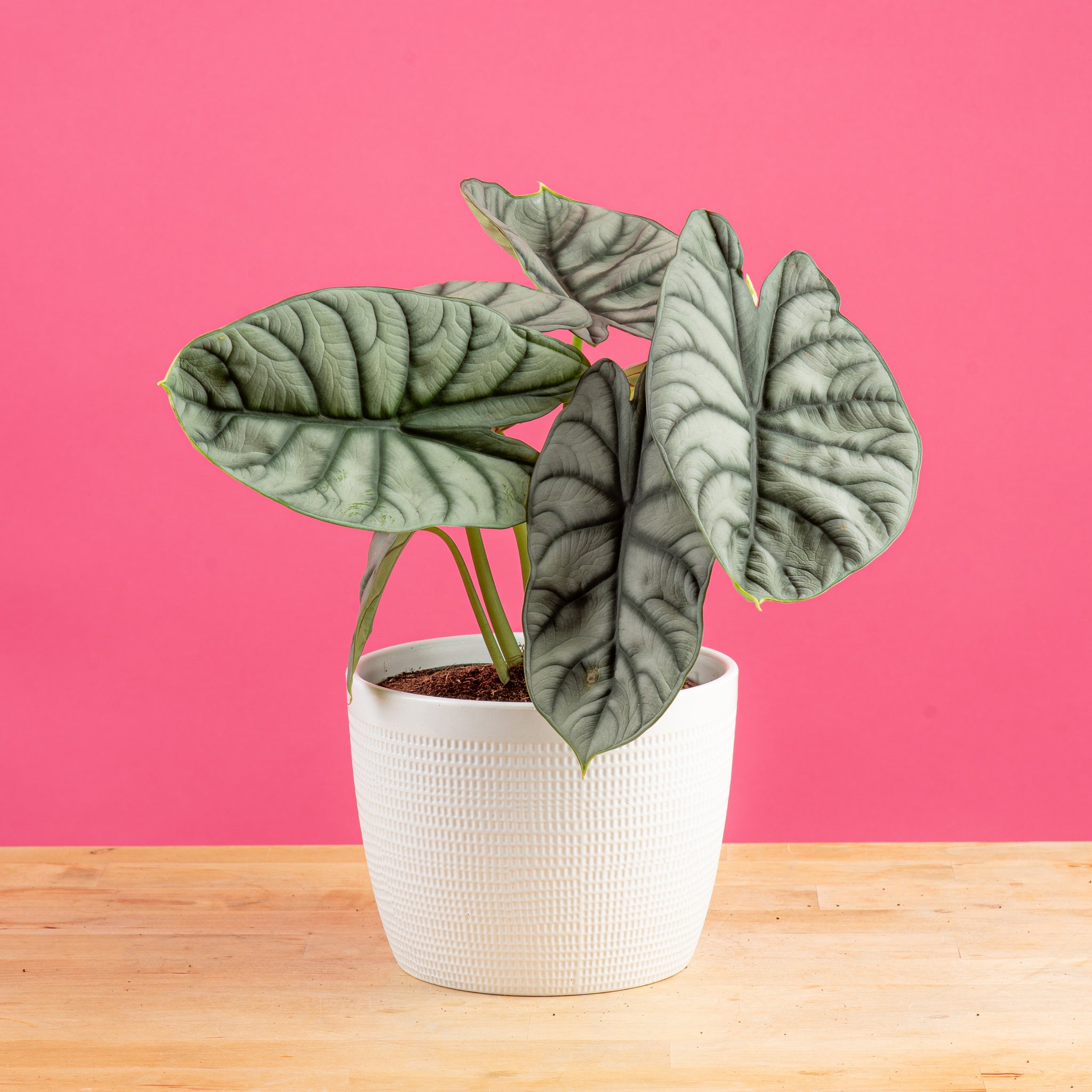 alocasia silver dragon plant in a 6in white mixed material pot against a bright pink background on a wooden table. the leaves are matte looking and features sage color and dark deep green ridges and veins