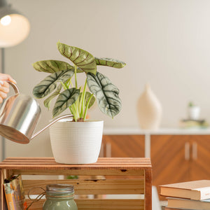 alocasia silver dragon plant in 6in white mixed material planter being watered by a person in a brightly colored modern living room the plant is on a wooden shelf next to some books and a candle. you can see the underside of the leaves which feature very light green undersides and rich reddish veins