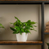 baltic blue photos in a white pot sitting on an iron and wood shelf