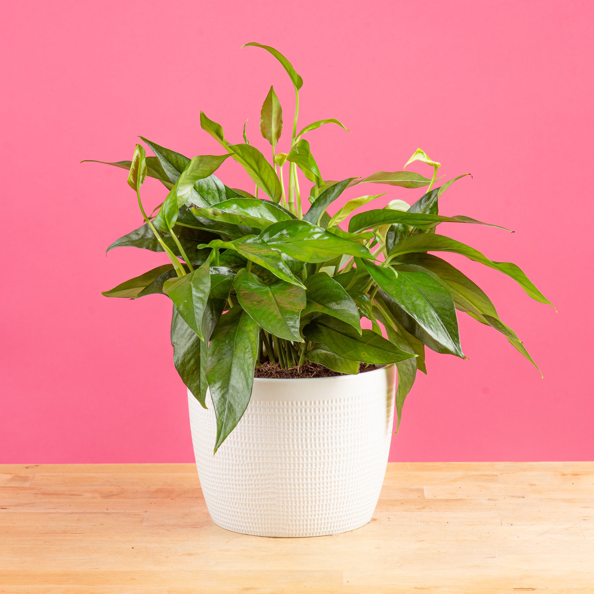 baltic blue pothos plant in 6in white pot on a bright pink background leaves are dark green and shiny