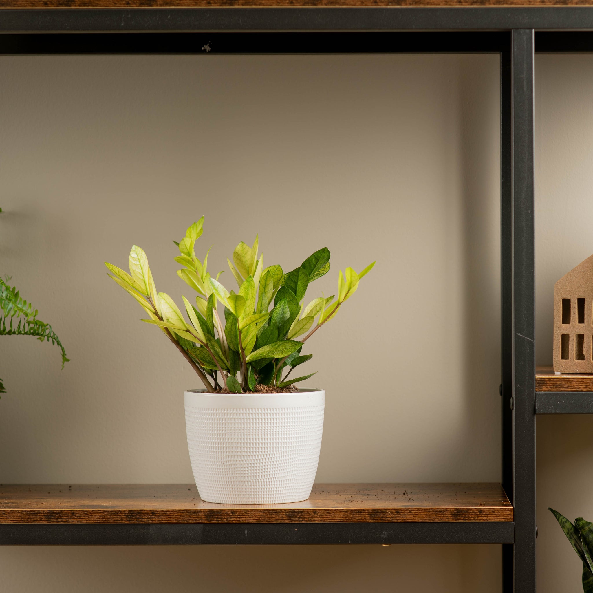 chameleon zz plant in white textured pot sitting atop a wood and iron shelf in someones home